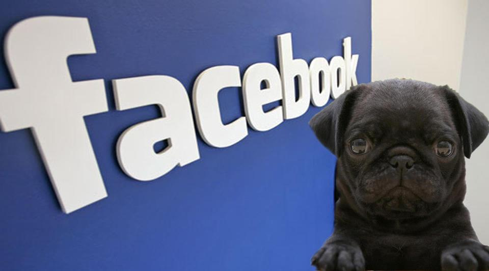 Vendas de Animais é proibida no Facebook